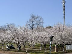 -羊山湖公园