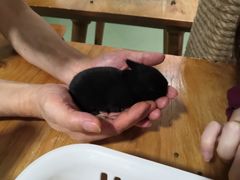 -藦茜花园宠物主题亲子互动体验馆(国顺东路店)