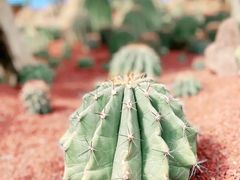 -南通洲际绿博园