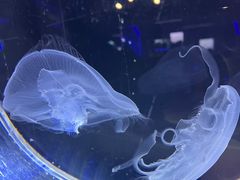 -大连圣亚海洋世界