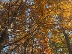 -羊亭河湿地公园