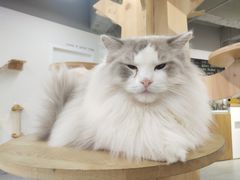 -Heymao猫咖.咖啡厅(东门店)