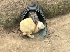 -前小桔亲子创意农场·草莓采摘·露营烧烤