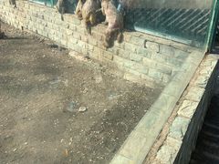 -大青山野生动物园