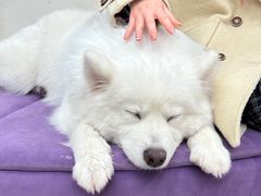 -怪兽屋·羊驼·猫咖·狗咖(俊华广场店)