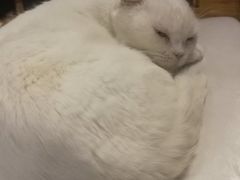 -喵园·猫主题咖啡厅·撸猫·猫咖(国贸店)