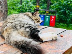 -北京西山国家森林公园