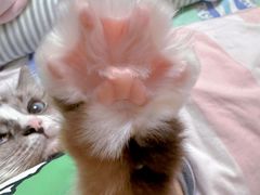 -Pie Bird(新闸路店)