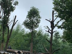 -都江堰中华大熊猫苑