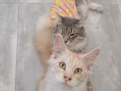 -楼上猫咖(罗湖店)