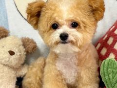 -帕帕拉兹宠物(亚洲旗舰店)