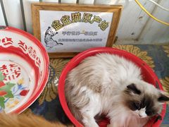 -平行世界·猫咖(首经贸店)