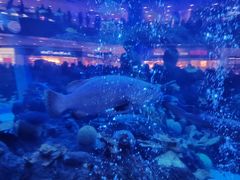 -成都浩海立方海洋公园