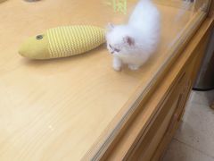 -帕帕拉兹宠物(亚洲旗舰店)