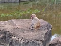 -海南热带野生动植物园