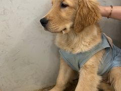 -共舞时光猫咖·狗咖(新街口店)