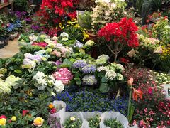 -双季花艺园艺市场(浦东店)