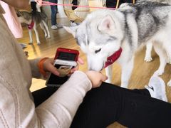 -Husky Go! 哈士奇体验馆·宠物咖啡厅狗咖