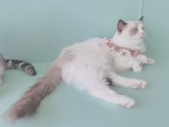 -怪兽屋·羊驼·猫咖·狗咖(俊华广场店)