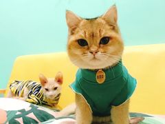 -猫在这儿猫咪咖啡馆·撸猫馆