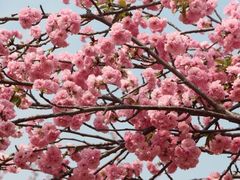 -天适樱花悠乐园