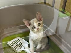 -青奢宠物·青奢猫舍