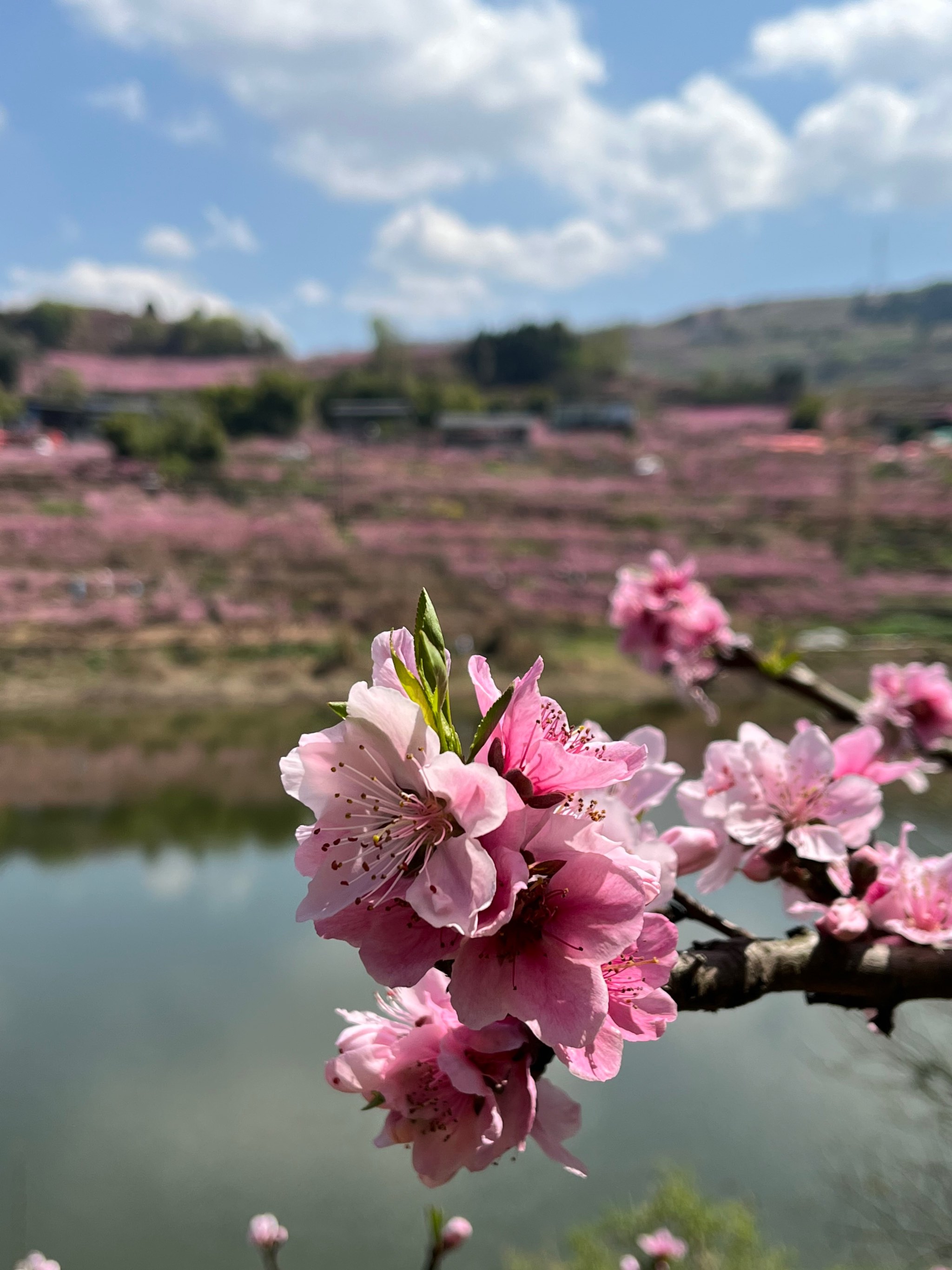 成都龙泉桃花图片