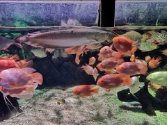 -太平洋海底世界