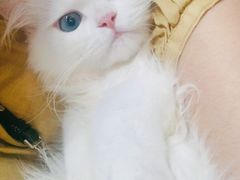 -山宅一喵德文卷毛猫舍