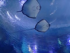 -海合安武汉极地海洋公园