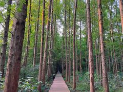 -同里国家湿地公园
