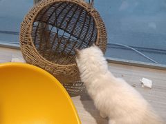 -藏猫猫咖啡主题馆(中央大道店)