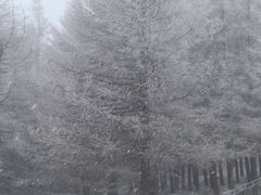 -苏木山森林公园