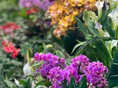 -双季花艺园艺市场(浦东店)