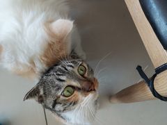 -平行世界·猫咖(首经贸店)