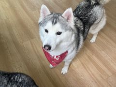 -Husky Go! 哈士奇体验馆·宠物咖啡厅狗咖