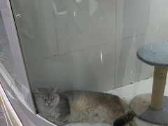 -1013 PET SHOP精品宠物商店(丁香店)