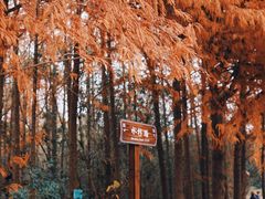 -上海海湾国家森林公园