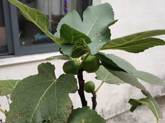 -杭州西湖风景名胜区-满觉陇四眼井