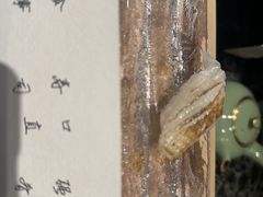 -元熹会席料理