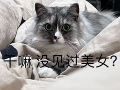 -瑞鹏宠物医院·猫科·宠保定点(梅溪湖分院)