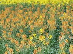 -中国天府农业博览园