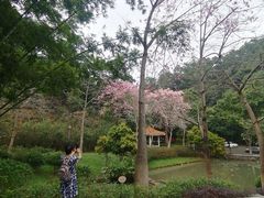 -火炉山森林公园