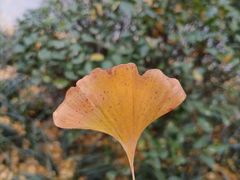 -泰州凤城河风景区-泰山公园