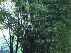 -花溪公园