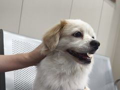 -创凡宠物医院·骨专科  猫科中心(西乡分院)