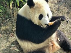-武汉动物园