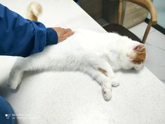 -嘉馨宠物医院·CT影像转诊·心脏科·犬猫全科诊疗中心(下沙大学城院区)