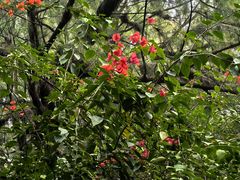 -北海金海湾红树林生态旅游区