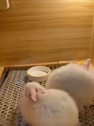 -神奇动物撸宠馆·羊驼·小浣熊·异宠(豫园店)